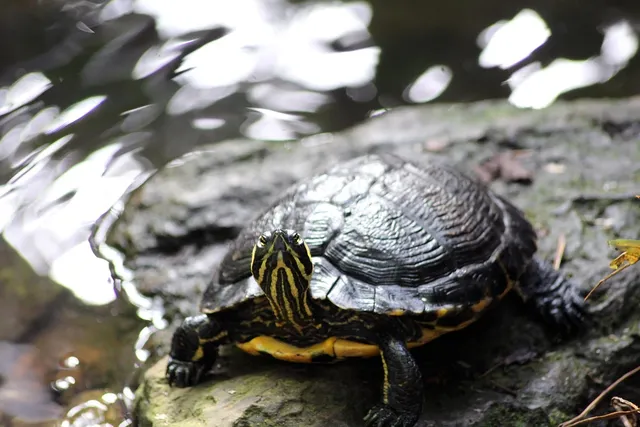 Slider1